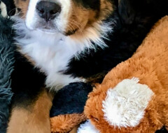 Charlie's dog Linden, a Bernese Mountain Dog